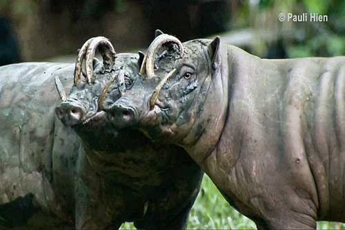 Babirusa males